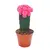 ჰიმნოკალიციუმი Gymnocalycium mix grafted 10 სმ