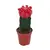 ჰიმნოკალიციუმი Gymnocalycium mix grafted 10 სმ