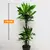 დრაცენა Dracaena Golden Coast 110 სმ