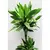 დრაცენა Dracaena Golden Coast 110 სმ