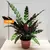 Калатея Calathea rufibarba 45 см