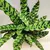 Калатея Calathea rufibarba 45 см