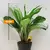 Aglaonema Silver Bay 19/50