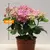Гортензия Hydrangea mixed 25 см