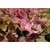 Гортензия Hydrangea mixed 25 см