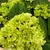 Гортензия Hydrangea mixed 25 см