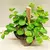 პეპერომია Peperomia Rotundifolia 5 სმ