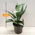 Аглаонема Aglaonema Silver Blue 20 см