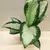 Аглаонема Aglaonema Silver Blue 20 см