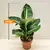 დიფენბახია Dieffenbachia Green Magic Purify 35 სმ