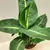 დიფენბახია Dieffenbachia Green Magic Purify 35 სმ