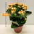 კალანხოე Kalanchoe blos mix 25 სმ