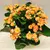 კალანხოე Kalanchoe blos mix 25 სმ