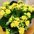 კალანხოე Kalanchoe blos mix 25 სმ