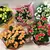 კალანხოე Kalanchoe blos mix 25 სმ
