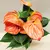 ანტურიუმი Anthurium Orange Champion 30 სმ