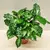 Coffee tree COFFEA ARABICA 20 cm