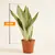 Сансевиерия Sansevieria Moonshine 35 см