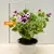 Пеларгония Pelargonium Hanging 30 см