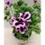 Пеларгония Pelargonium Hanging 30 см