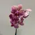 ორქიდეა PHALAENOPSIS 1 SPIKE 80 სმ
