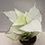 Aglaonema White Lime 12/35