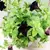 Петуния PETUNIA HANGING 25 см