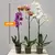 ორქიდეა PHALAENOPSIS 1 SPIKE 80 სმ