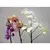 ორქიდეა PHALAENOPSIS 1 SPIKE 80 სმ