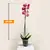 ორქიდეა PHALAENOPSIS 1 SPIKE 80 სმ