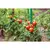 Garden pole Bradas 2x240 cm - steel, polyethylene coated