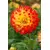 Луковица BES HBM Dahlia Procyon II 1 шт