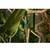 Plant tape 9.5x2 rolka GREEN