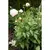 Plant holder Bradas 70 cm