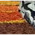 Mulch Sobex Kora 50 l orange