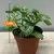 Фиттония Fittonia ferschaffeltii 508/12 5 см