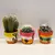 კაქტუსი Cactus mix i 'Decorpot' Mammilaria