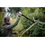 Сучкорез плоскостной Fiskars SingleStep L38 (112460)