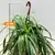 ქლოროფიტუმი CHLOROPHYTUM HANGING 50 სმ