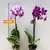 Orchid PHALAENOPSIS 1 SPIKE Mini 25 cm