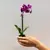 Orchid PHALAENOPSIS 1 SPIKE Mini 25 cm