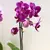 Orchid PHALAENOPSIS 1 SPIKE Mini 25 cm