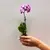 Orchid PHALAENOPSIS 1 SPIKE Mini 25 cm