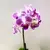 Orchid PHALAENOPSIS 1 SPIKE Mini 25 cm