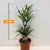 Драцена Dracaena fragrans Warneckeii 50 см