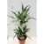Драцена Dracaena fragrans Warneckeii 50 см