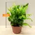 Асплениум Asplenium nidus Campio 18 см
