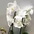 Орхидея PHALAENOPSIS MIDI 2 SPIKE 38 см