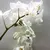 Орхидея PHALAENOPSIS MIDI 2 SPIKE 38 см