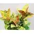 ფიკუსი Ficus Elastica Shriveriana 110 სმ